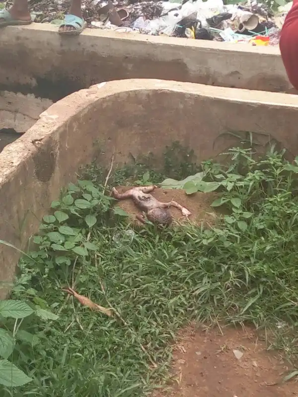 WICKEDNESS! Premature Baby Dumped At Federal Polytechnic Unwana Female Hostel [Disturbing photos]